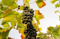 Druiven van wijnproducent Alessandro di Camporeale op Sicilië