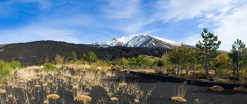 Een van de bossen op de Etna