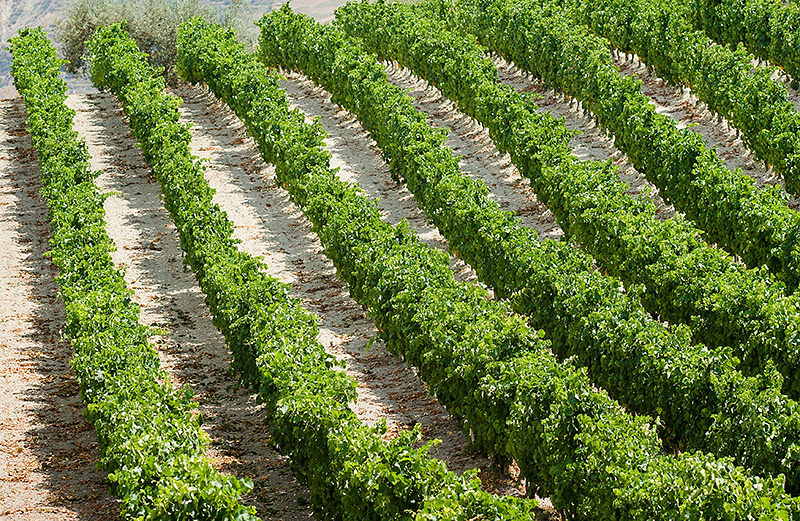 Wijngaarden op Sicilië