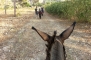 Tochten met ezeltjes op het landgoed van Tenuta Pizzolungo op Sicilie  - 3874