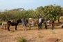 Tochten met ezeltjes op het landgoed van Tenuta Pizzolungo op Sicilie  - 3875